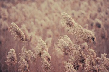 Wall Mural - Beautiful natural background of reed flowers