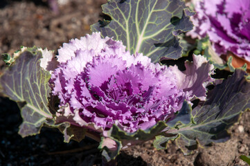 Wall Mural - Sydney Australia,  close-up of a purple ornamental cabbage in garden