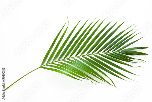 Fototapete - leaves of coconut palm tree isolated on white background, summer background