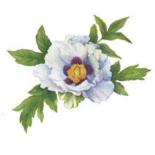 Close-up Of White Paeonia Rockii Flower With Leaves (tree Peony, Paeonia Suffruticosa, Rock's Peony). Watercolor Hand Drawn Painting Illustration, Isolated On White Background.