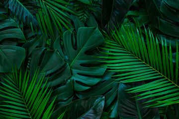 Fotobehang - closeup nature view of green leaf and palms background. Flat lay, dark nature concept, tropical leaf