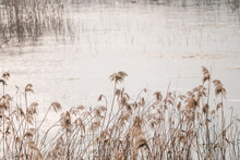 Beautiful Natural Background Of Reed Flowers