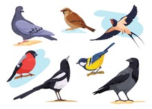 Common Birds. Cartoon Isolated City And Forest Bird Pigeons Sparrows Bullfinch Dove Goldfinch, Nature Birding European Animal Collection Different Pose, Neat Vector Illustration