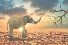 Forest Conservation Concept For Wildlife. An Elephant Searching For Food In Arid Land Lacks Water.