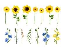 Set Of Blue And Yellow Sunflowers, Gerbera Flowers, Cornflowers, Dandelion Flowers, And Herbs Isolated On A White Background