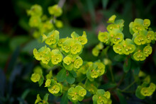 Pequeñas Flores De Euphorbia