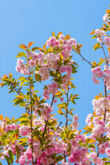 Sticker - Pink cherry blossoms blooming in the spring