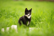 Black White Cat Rest In Vivid Green Grass On A Spring Day