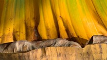 Background And Texture Of Dry Banana Leaf