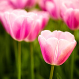 Fototapeta Tulipany - Tulip FlowerPower