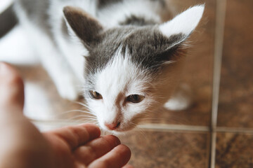 Wall Mural - Grey-White Cat is cautiously sniffing a human hand.