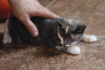 Wall Mural - Hand and Cat on the floor in the interior