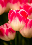 Fototapeta Tulipany - Tulip FlowerPower