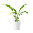 Green plant in pot cut out on white background. Home interior design.