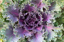 Purple And Green Ornamental Cabbage. Decorative Cabbage In The Garden