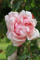 Pale pink rose flower in close up