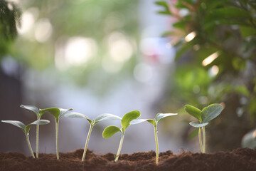 Young green small plants growing in the morning