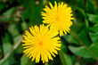 yellow dandelions in the green grass on spring day
