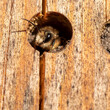 Wild bee in the insect hotel (macro).