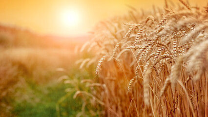 Wheat field with ripe spikelets in the sun. Rural landscape with a sunny wheat field