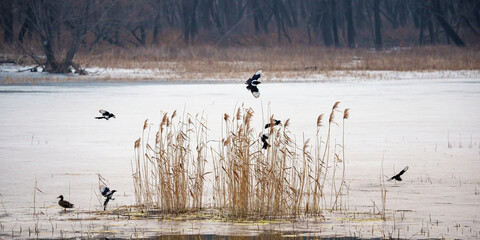 Poster - A flock of grey magpies on the frozen water in winter fly above the reeds