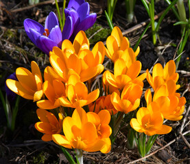 Wall Mural - bright yellow and blue crocuses bloom in a spring garden or park. selective focus, blurred backgroun