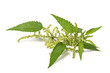 Nettle with flowers