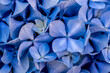 Blue hydrangea flower macro detail