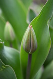 Fototapeta Tulipany - tulipan