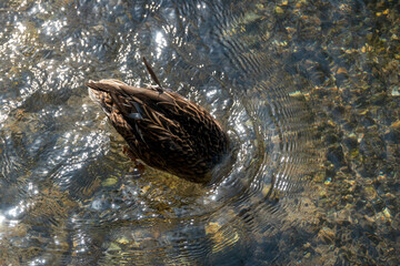 Wall Mural - duck diving for food in the river