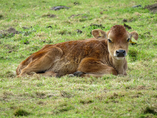 Poster - beautiful young brown calf resting in the meadow