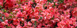 Fototapeta Kwiaty - pigwa, pomarańczowe kwiaty pigwy w wiosennym ogrodzie, kwiaty pigwowca