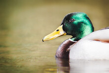 Male Duck On A Pond