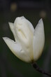 © Kasia R. - Magnolia