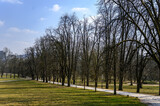 Fototapeta Tęcza - Trees of the Tivoli Park in Ljubljana