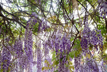 Purple Hanging Flowers In The Park