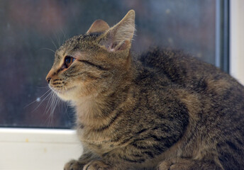 Sticker - tabby kitten on a light background