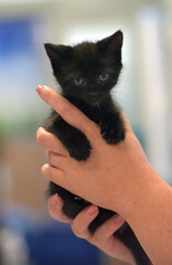 Wall Mural - cute little black kitten in hands