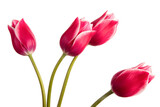 Fototapeta Tulipany - Four pink spring tulip flowers isolated on white background