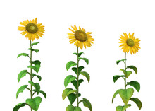 3D Sunflowers Isolated