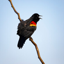 Red Winged Blackbird Singing