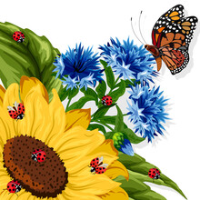 Insects And Flowers In The Illustration.Butterfly And Ladybugs On A Sunflower And Cornflowers In A Vector Illustration On A Transparent Background.
