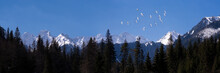 Flying Pigeons Against The Backdrop Of The Peaks Tatras