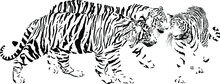 Three Tigers, Latin Panthera Tigris Tigris