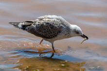 Young Seagull Looking For Food In To The Sea During Low Tide