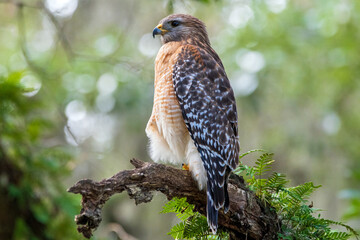 Sticker - A red-shouldered hawk perched in a tree.