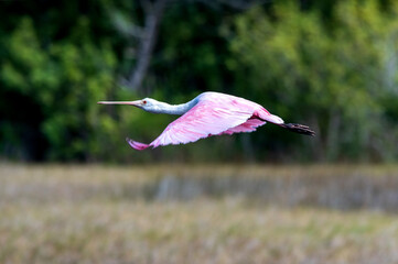 Poster - A roseate spoonbill in flight