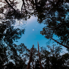 trees and sky