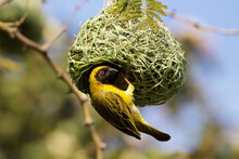 Southern Masked Weaver Building A Nest, Kruger National Park, South Africa