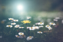 Sun Shining On The Daisies In A Meadow